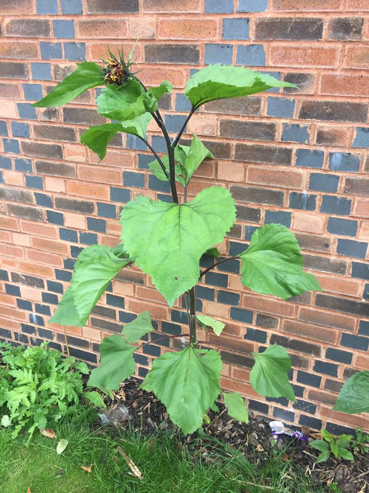  - And by the end of June, one of our sunflowers at Chase Grammar School in Cannock started to grow a head. We were entering a whole new phase...